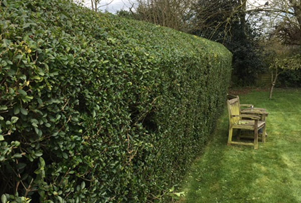 First Cut Garden Maintenance Services