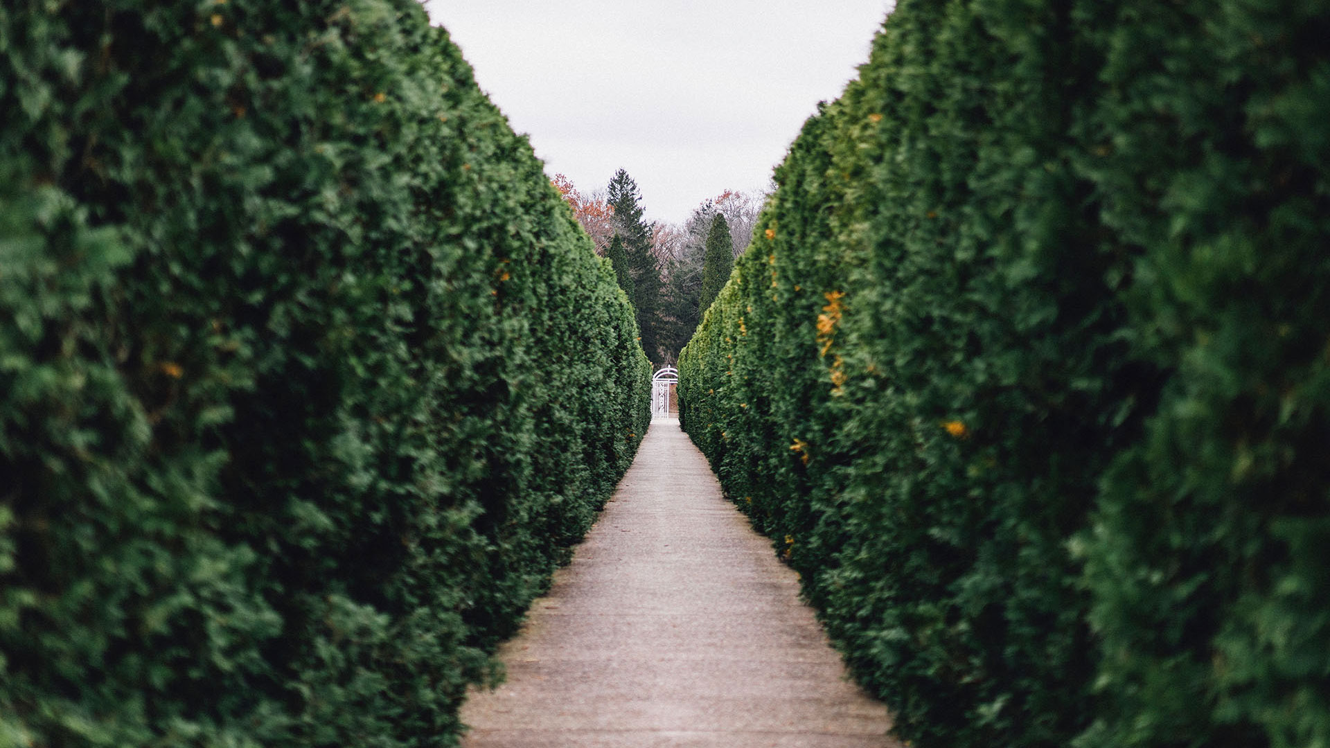 First Cut Garden Maintenance Services - Hedge Cutting