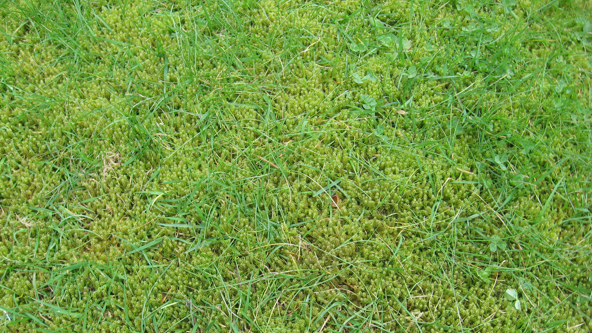 First Cut Garden Maintenance Services - Weed & Moss Treatment