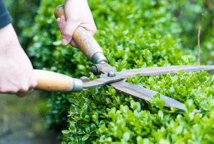 Hedge Trimming & Pruning