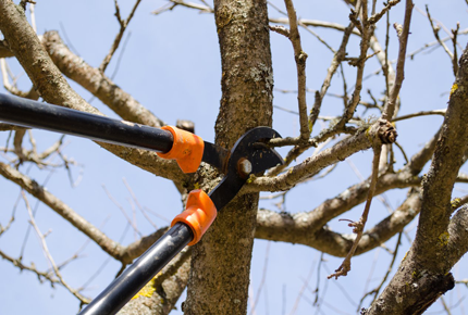 Tree Maintenance